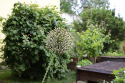 IMG 7352